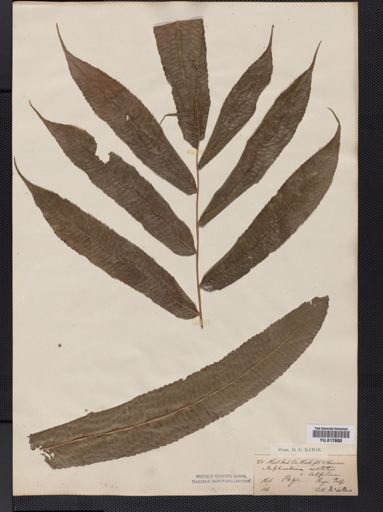 Dryopteris