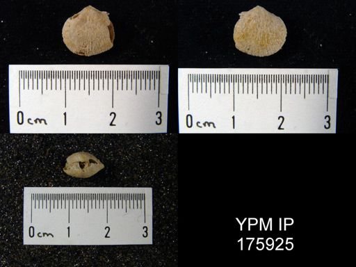 Schizophoria sp.