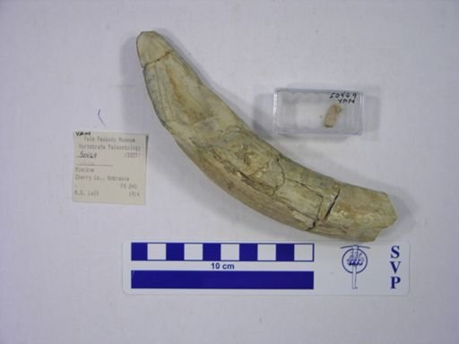 Rhinocerotidae
