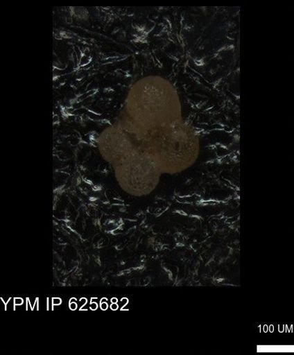 undet. Rugoglobigerinidae