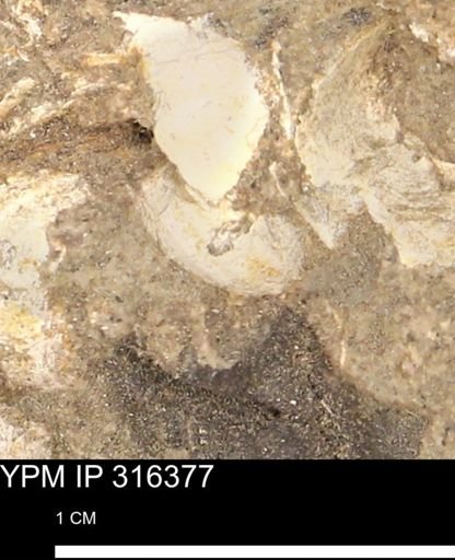 undet. Gastropoda