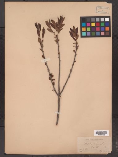 Myrica cerifera