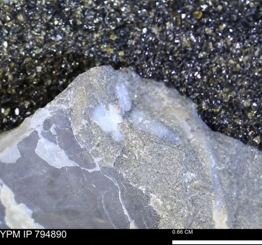 undet. Mollusca