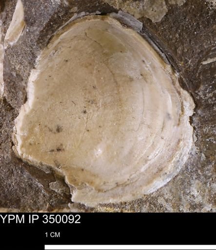 undet. Bivalvia