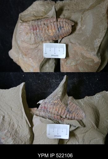 undet. Calymenidae