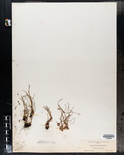 Isoetes
