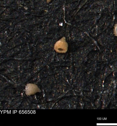 Clathrocyclas (Clathrocyclas) irrasa