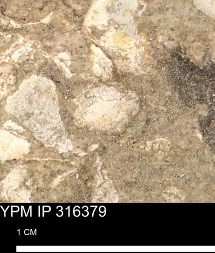 undet. Mollusca