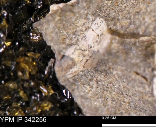 undet. Bivalvia