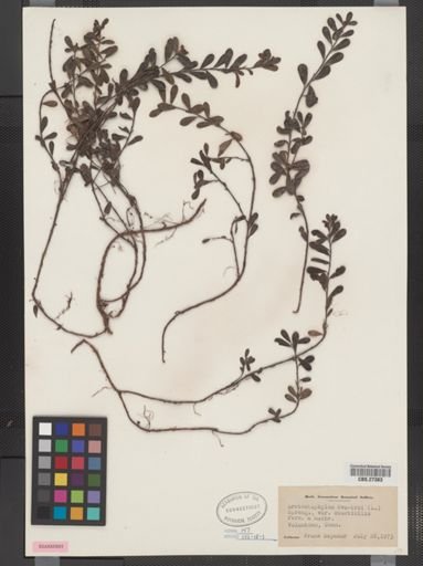 Arctostaphylos uva-ursi