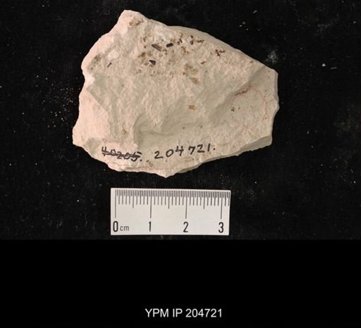 Hexapoda