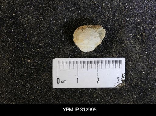 Corbicula