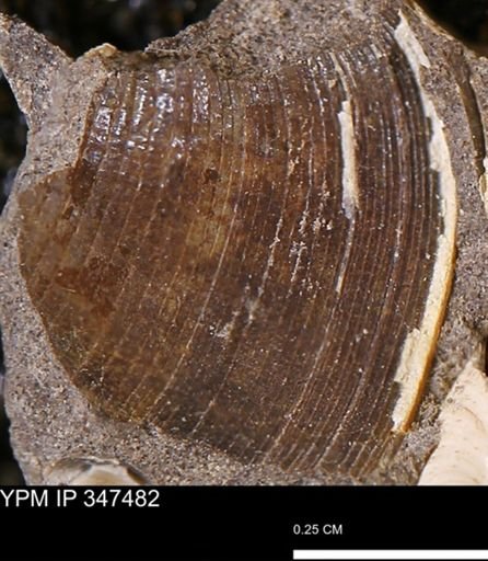 Limopsis striatopunctatus