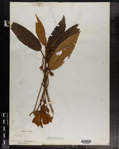 Plantae