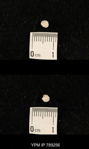undet. Brachiopoda