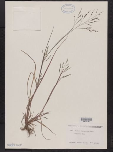 Panicum depauperatum