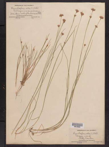 Rhynchospora alba