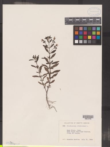 Trichostema dichotomum