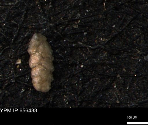 Ammobaculoides phaulus