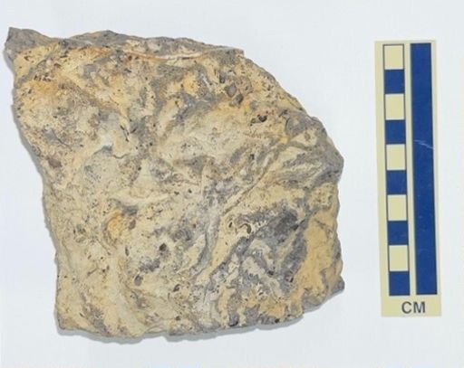 ichnofabric sample