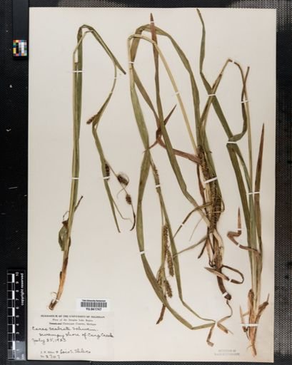 Carex scabrata