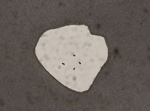 Cephalodella tachyphora
