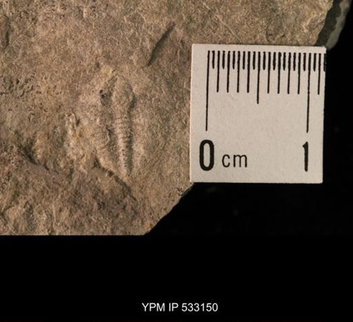 Elrathia kingi