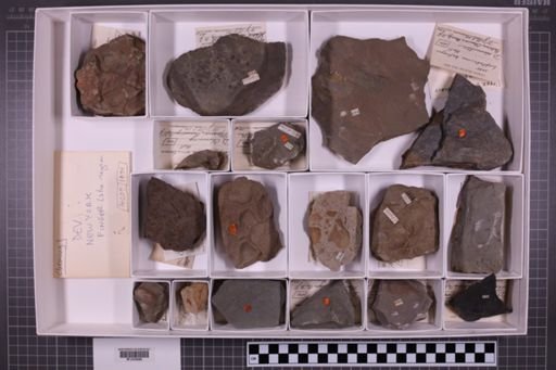 mixed taxa, stratigraphic collection