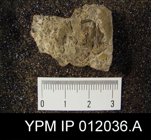 Parakeyserlingina fredericksi