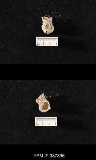 Hercosia sp.