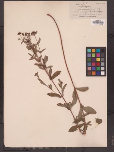 Hypericum punctatum