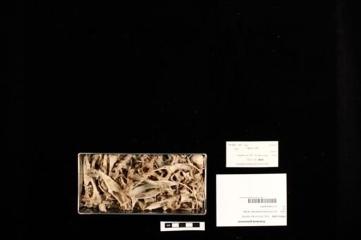 Dracaena guianensis