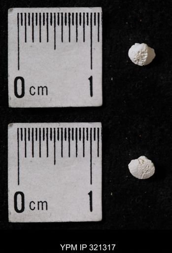 Ambocoelia umbonata