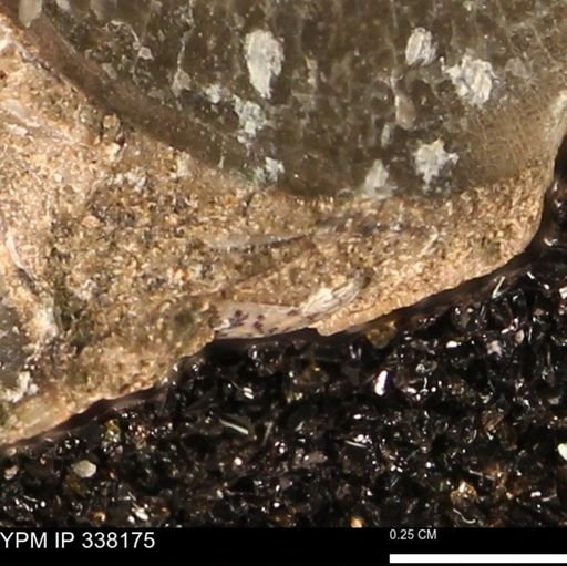 undet. Mollusca