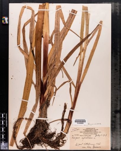 Scirpus expansus