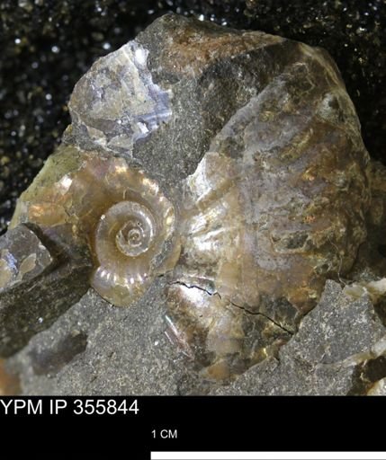 undet. Scaphitidae