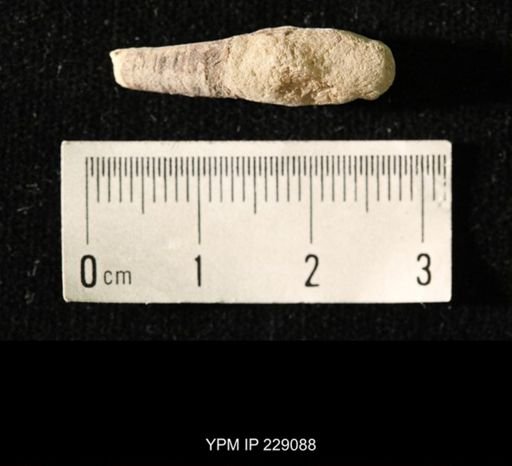 Pseudorthoceras knoxense