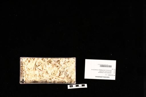 Lepisosteus platostomus