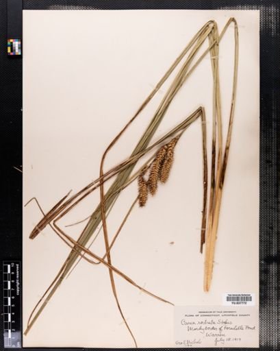 Carex rostrata