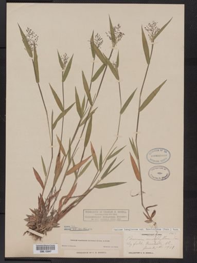 Panicum lanuginosum