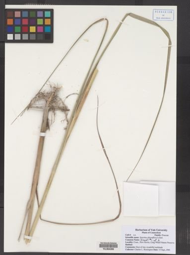 Spartina alterniflora