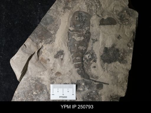 Eurypterus remipes