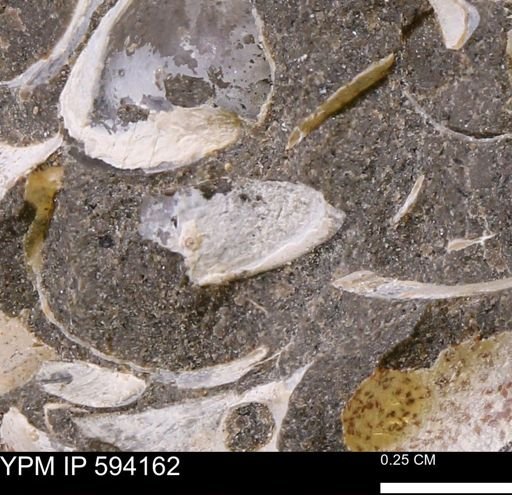 Limopsis? striatopunctatus
