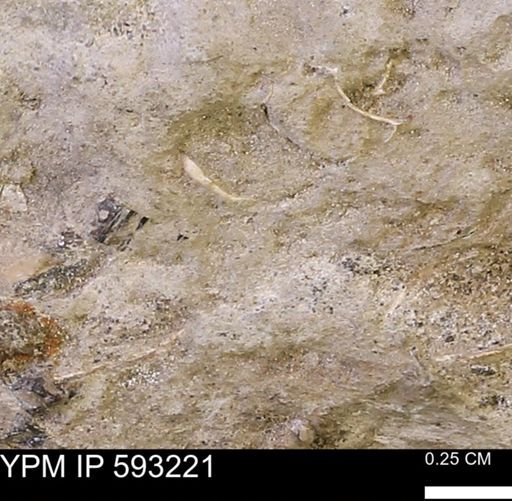 undet. Mollusca