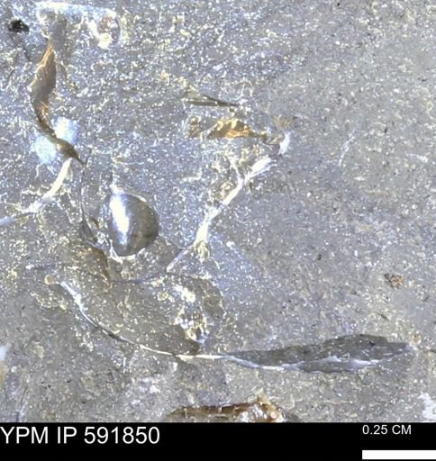 Mollusca
