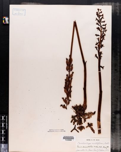 Corallorrhiza