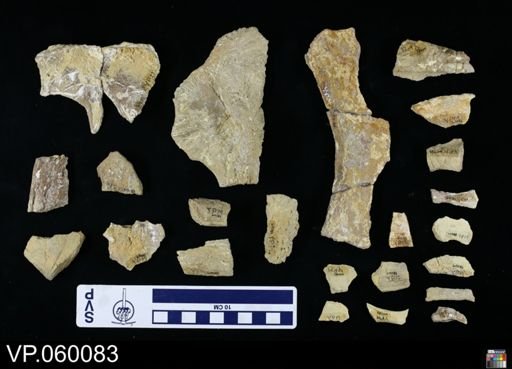 undet. Toxochelyidae