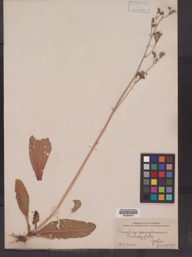 Saxifraga pensylvanica