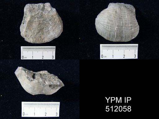 Buxtonia?