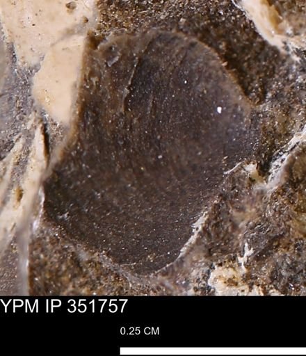 Limopsis striatopunctatus